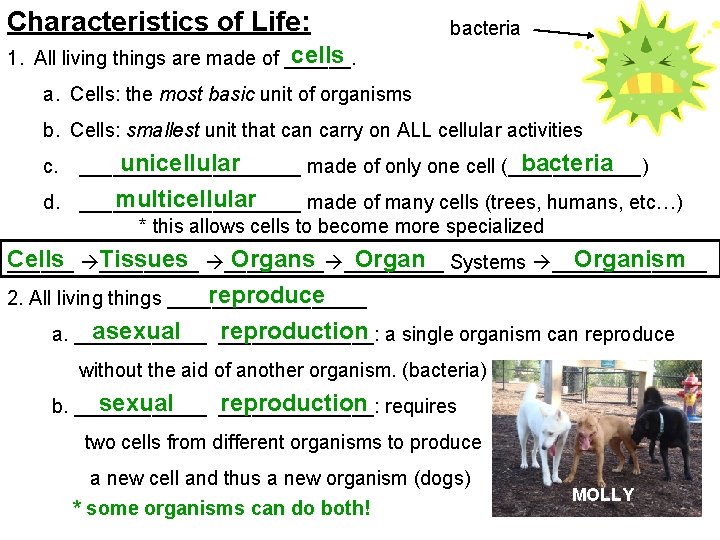 Characteristics of Life: bacteria cells 1. All living things are made of ______. a.