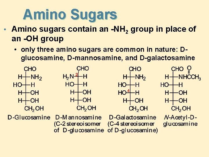 Amino Sugars • Amino sugars contain an -NH 2 group in place of an