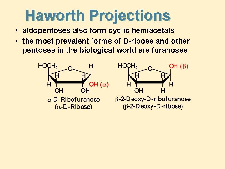 Haworth Projections • aldopentoses also form cyclic hemiacetals • the most prevalent forms of