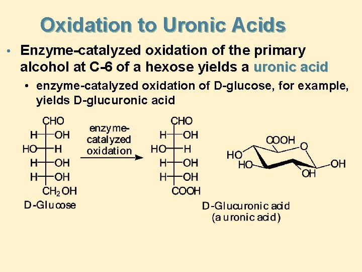 Oxidation to Uronic Acids • Enzyme-catalyzed oxidation of the primary alcohol at C-6 of