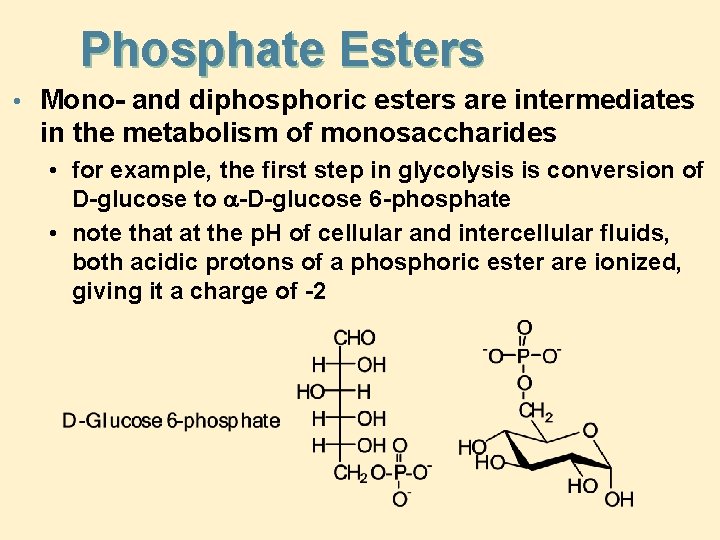 Phosphate Esters • Mono- and diphosphoric esters are intermediates in the metabolism of monosaccharides