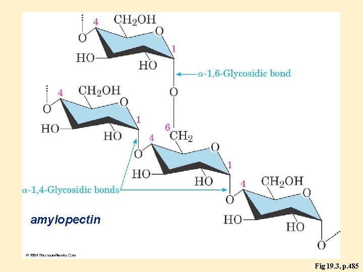 amylopectin Fig 19. 3, p. 485 