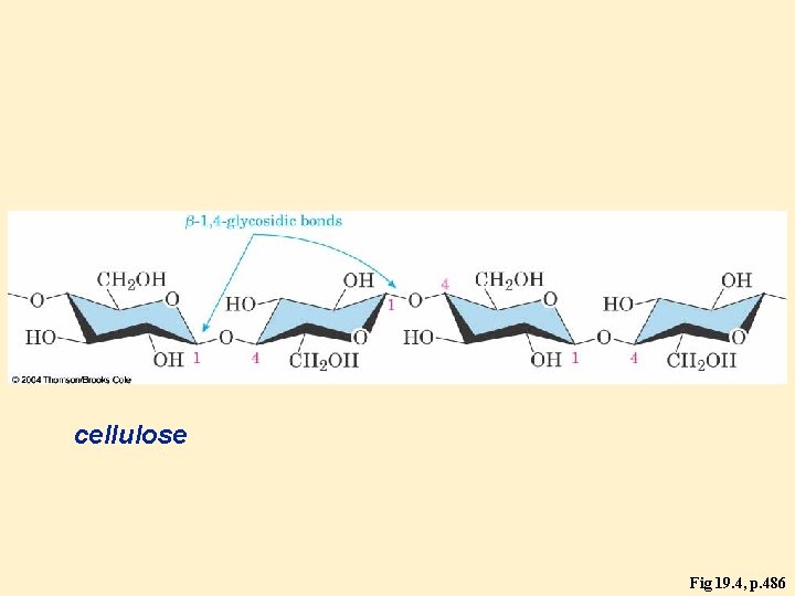 cellulose Fig 19. 4, p. 486 