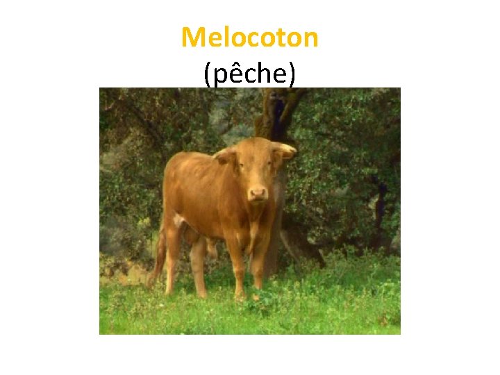 Melocoton (pêche) 