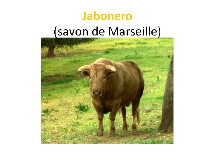 Jabonero (savon de Marseille) 