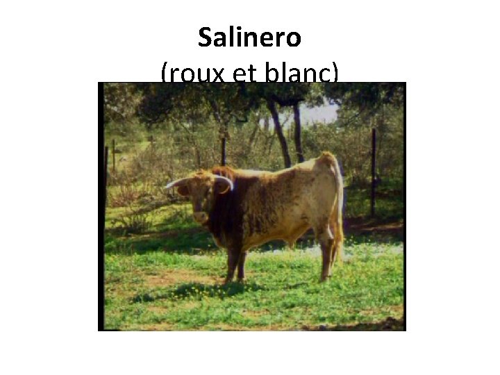 Salinero (roux et blanc) 