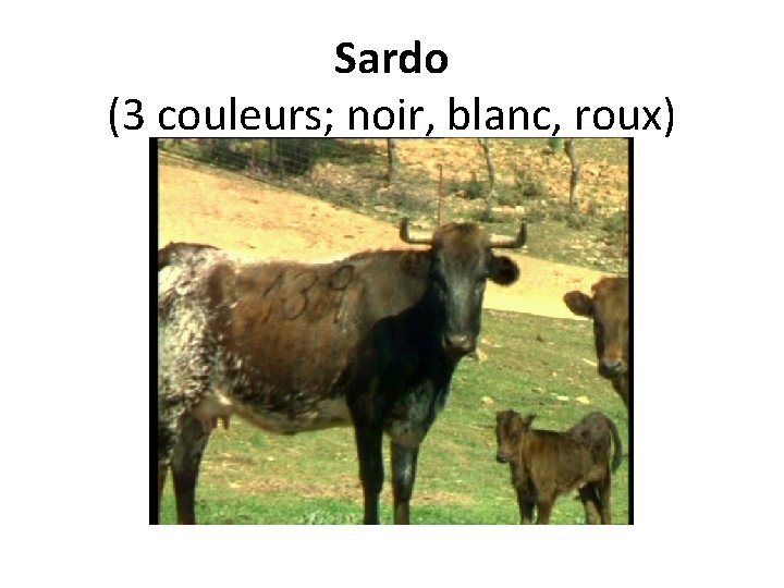 Sardo (3 couleurs; noir, blanc, roux) 