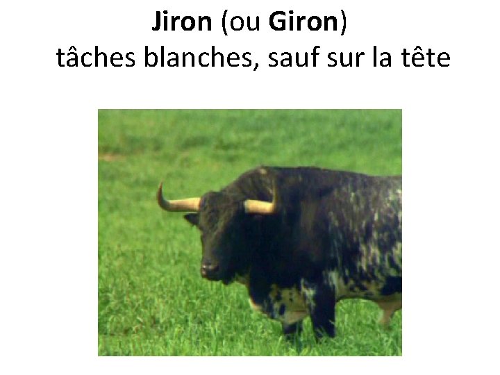 Jiron (ou Giron) tâches blanches, sauf sur la tête 