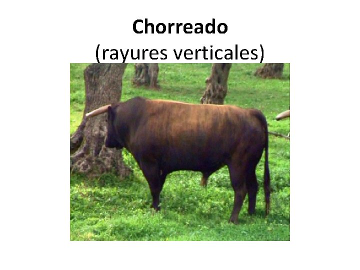Chorreado (rayures verticales) 