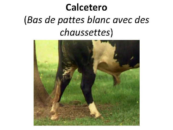 Calcetero (Bas de pattes blanc avec des chaussettes) 