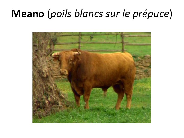 Meano (poils blancs sur le prépuce) 