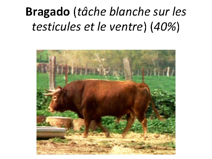 Bragado (tâche blanche sur les testicules et le ventre) (40%) 