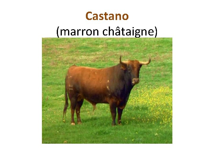 Castano (marron châtaigne) 