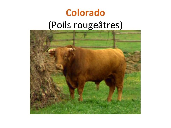Colorado (Poils rougeâtres) 