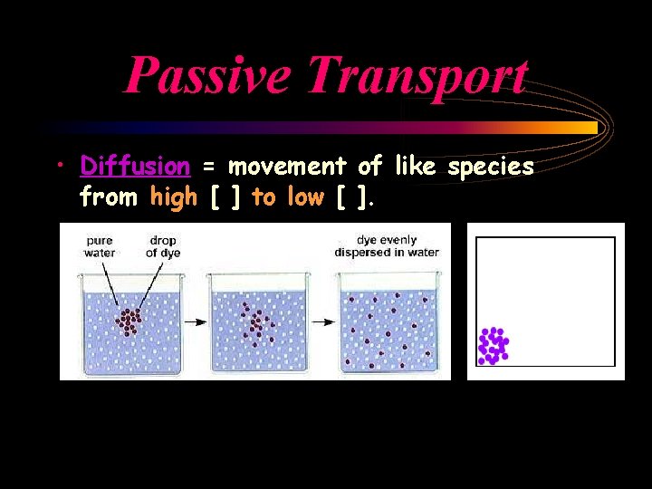 Passive Transport • Diffusion = movement of like species from high [ ] to