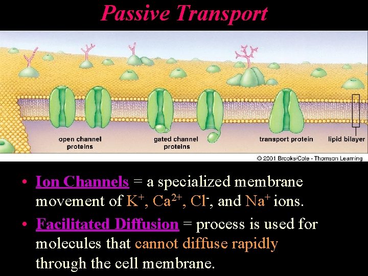 Passive Transport • Ion Channels = a specialized membrane movement of K+, Ca 2+,