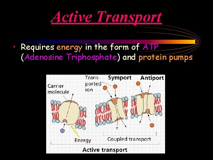Active Transport • Requires energy in the form of ATP (Adenosine Triphosphate) and protein