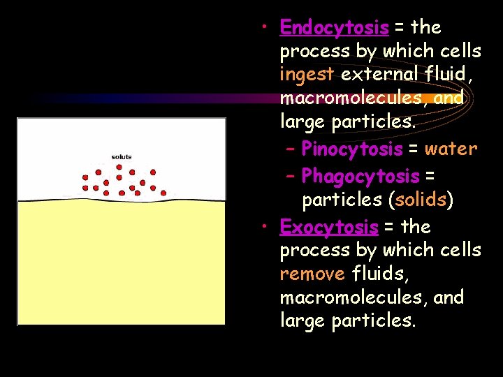  • Endocytosis = the process by which cells ingest external fluid, macromolecules, and