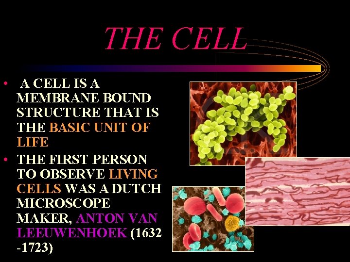 THE CELL • A CELL IS A MEMBRANE BOUND STRUCTURE THAT IS THE BASIC