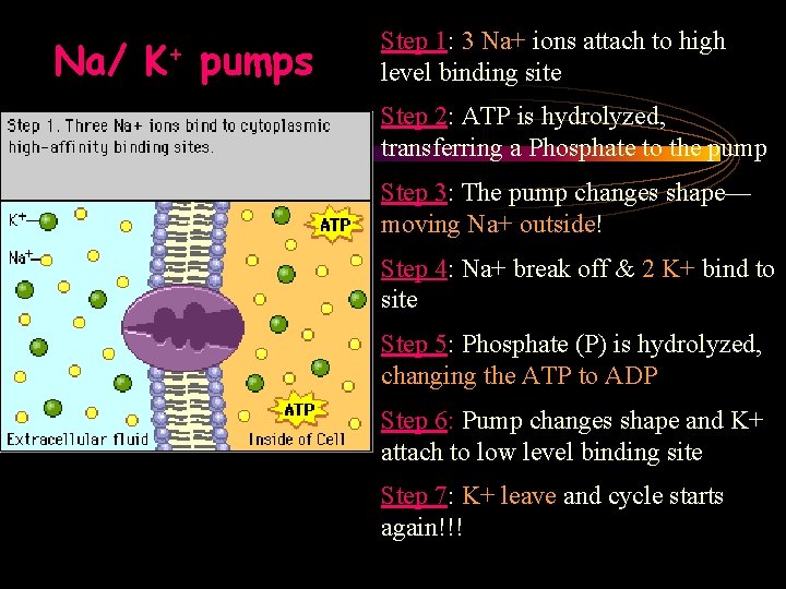 Na/ K+ pumps Step 1: 3 Na+ ions attach to high level binding site