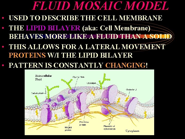 FLUID MOSAIC MODEL • USED TO DESCRIBE THE CELL MEMBRANE • THE LIPID BILAYER