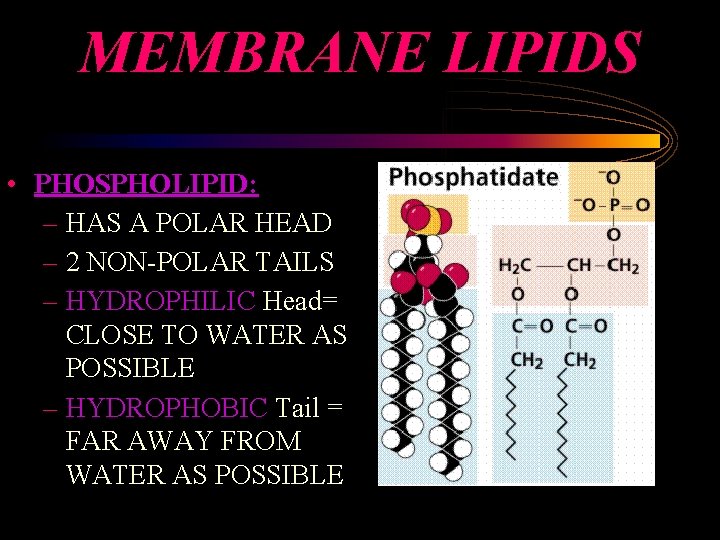 MEMBRANE LIPIDS • PHOSPHOLIPID: – HAS A POLAR HEAD – 2 NON-POLAR TAILS –