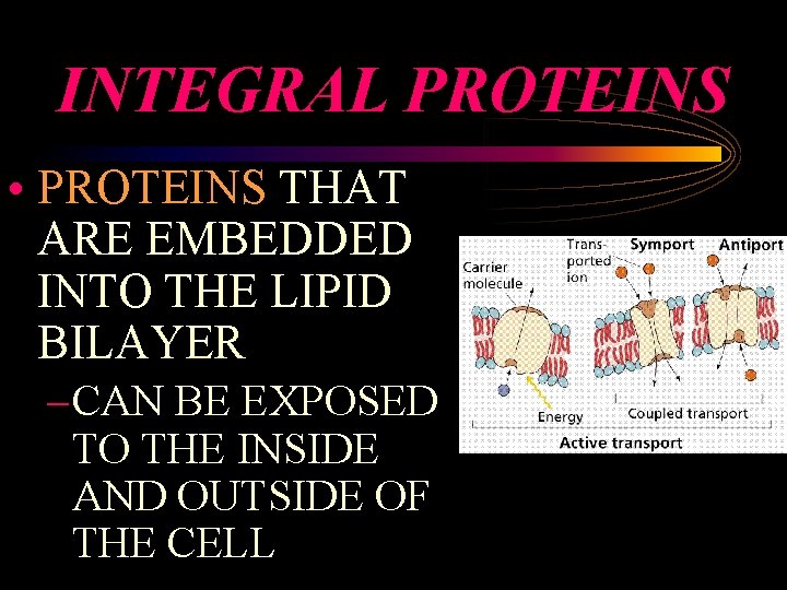 INTEGRAL PROTEINS • PROTEINS THAT ARE EMBEDDED INTO THE LIPID BILAYER – CAN BE