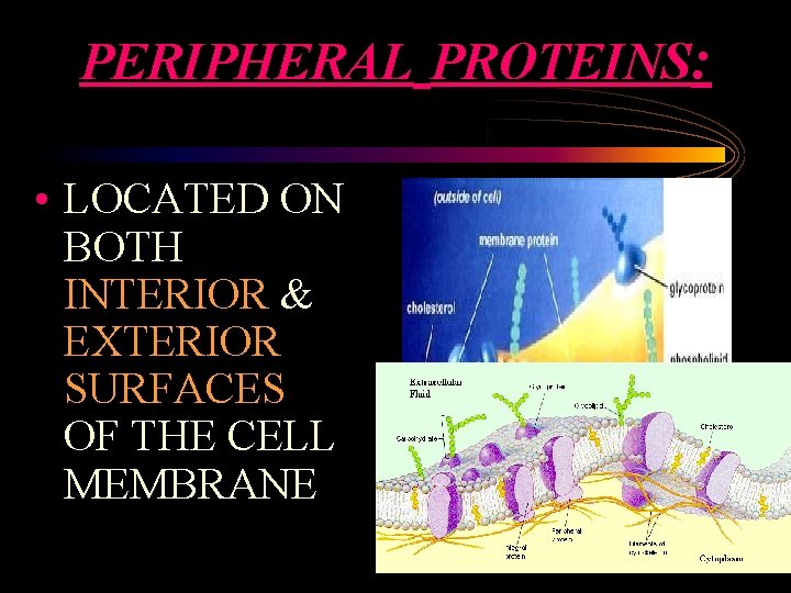 PERIPHERAL PROTEINS: • LOCATED ON BOTH INTERIOR & EXTERIOR SURFACES OF THE CELL MEMBRANE