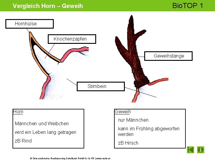 Bio. TOP 1 Vergleich Horn – Geweih Hornhülse Knochenzapfen Geweihstange Stirnbein Horn Geweih Männchen