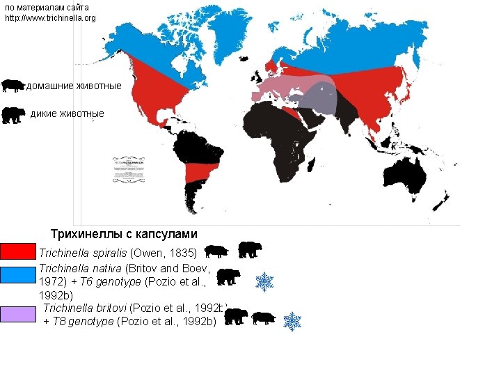 по материалам сайта http: //www. trichinella. org домашние животные дикие животные Трихинеллы с капсулами