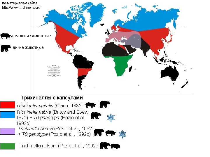 по материалам сайта http: //www. trichinella. org домашние животные дикие животные Трихинеллы с капсулами