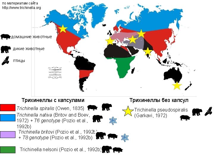 по материалам сайта http: //www. trichinella. org домашние животные дикие животные птицы Трихинеллы с