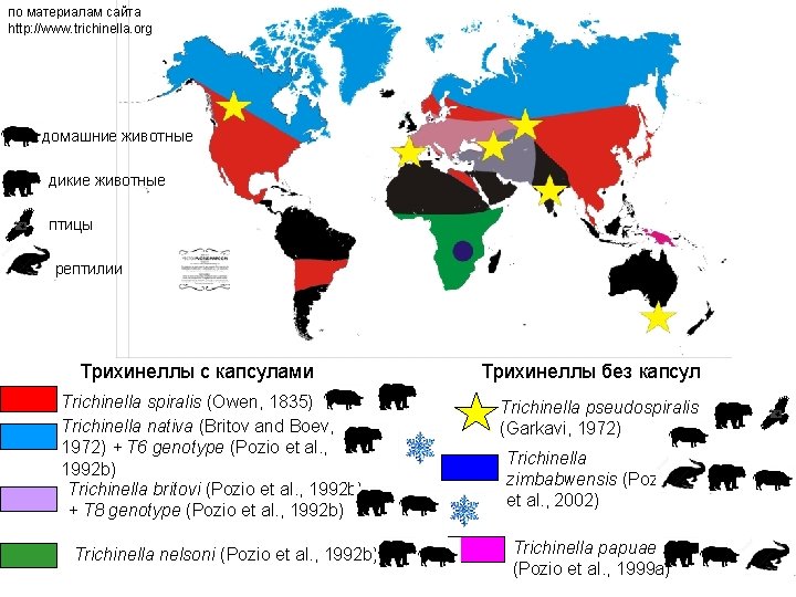 по материалам сайта http: //www. trichinella. org домашние животные дикие животные птицы рептилии Трихинеллы