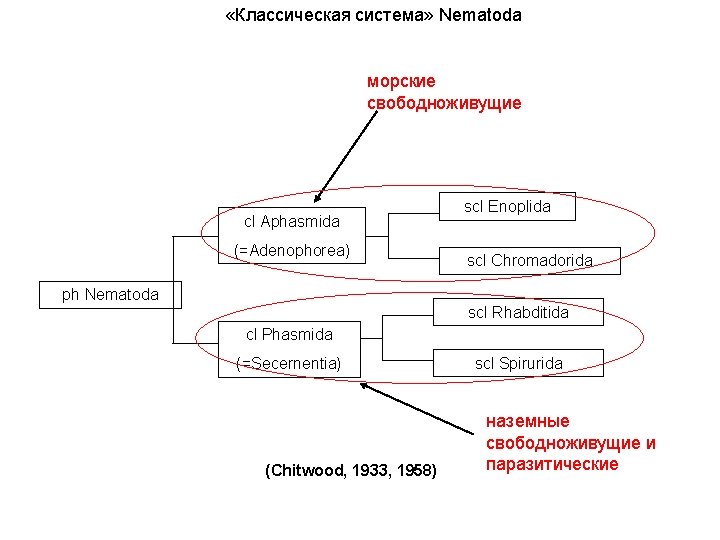  «Классическая система» Nematoda морские свободноживущие cl Aphasmida (=Adenophorea) ph Nematoda scl Enoplida scl