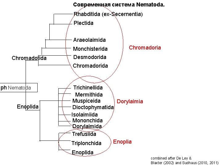 Современная система Nematoda. Rhabditida (ex-Secernentia) Plectida Araeolaimida Chromadotida Monchisterida Desmodorida Chromadorida ph Nematoda Enoplida