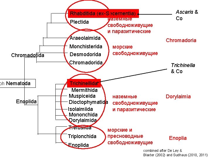 Rhabditida (ex-Secernentia) наземные Plectida свободноживущие и паразитические Araeolaimida Chromadotida Monchisterida Desmodorida Enoplida Trichinella &