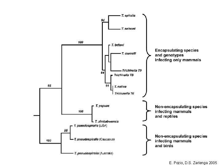 E. Pozio, D. S. Zarlenga 2005 