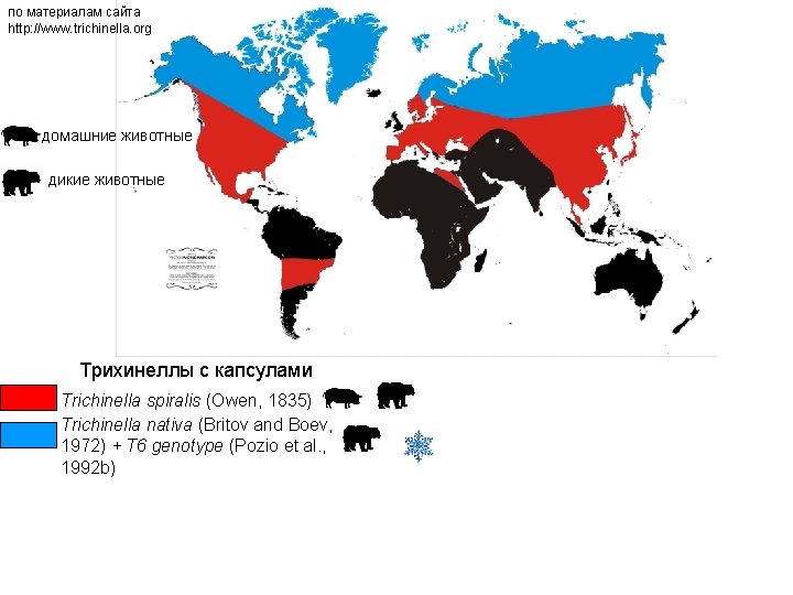 по материалам сайта http: //www. trichinella. org домашние животные дикие животные Трихинеллы с капсулами