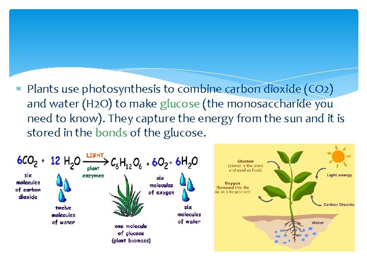  Plants use photosynthesis to combine carbon dioxide (CO 2) and water (H 2
