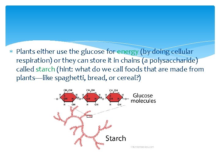  Plants either use the glucose for energy (by doing cellular respiration) or they