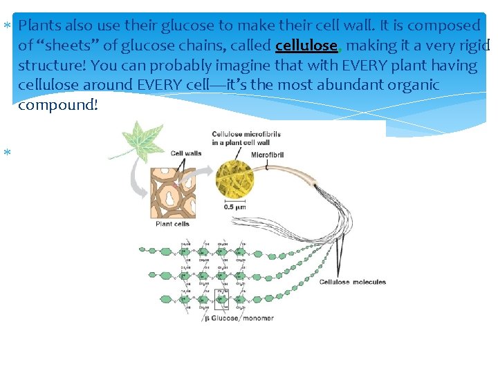  Plants also use their glucose to make their cell wall. It is composed