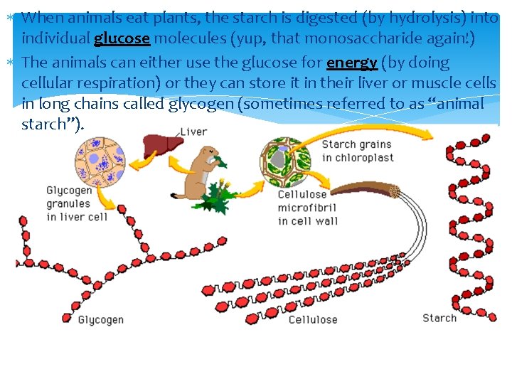  When animals eat plants, the starch is digested (by hydrolysis) into individual glucose