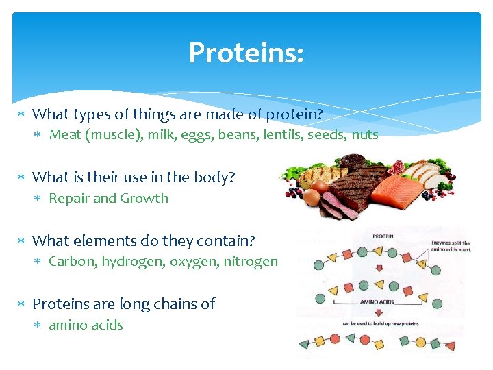 Proteins: What types of things are made of protein? Meat (muscle), milk, eggs, beans,