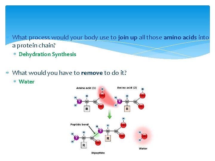  What process would your body use to join up all those amino acids