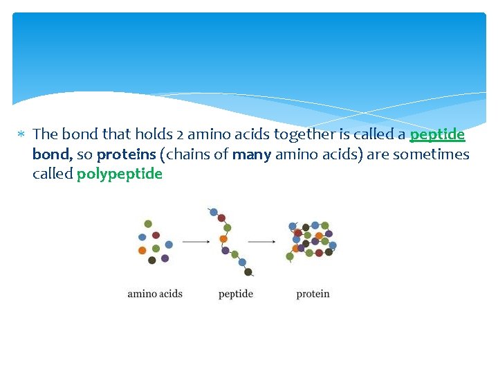  The bond that holds 2 amino acids together is called a peptide bond,