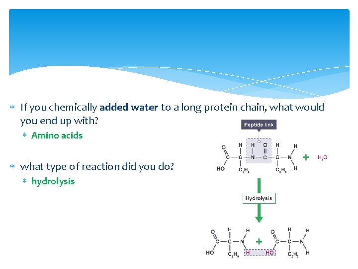  If you chemically added water to a long protein chain, what would you
