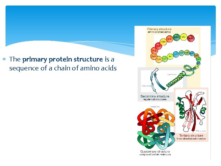  The primary protein structure is a sequence of a chain of amino acids
