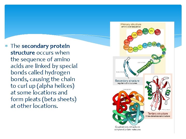  The secondary protein structure occurs when the sequence of amino acids are linked