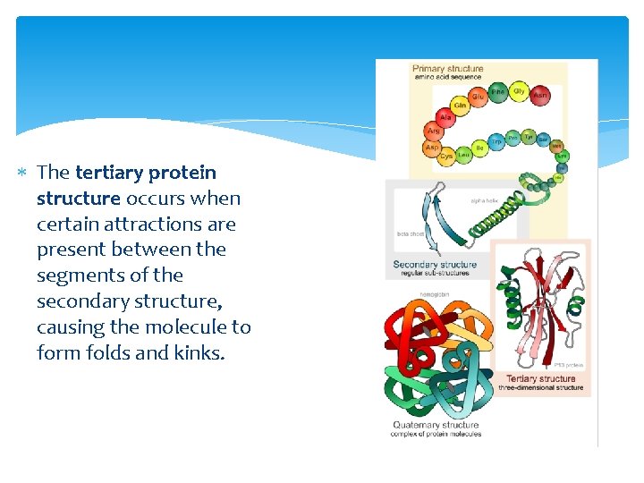 The tertiary protein structure occurs when certain attractions are present between the segments