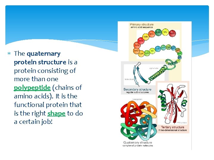  The quaternary protein structure is a protein consisting of more than one polypeptide